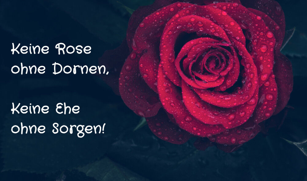 Die Blüte einer Rose und das Gedicht: Keine Rose ohne Dornen, keine Ehe ohne Sorgen