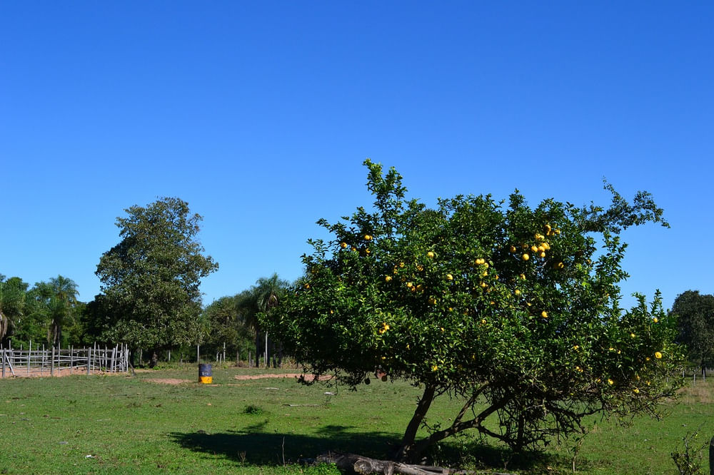 Ein großer Zitronenbaum im Garten mit einem blauem Himmel